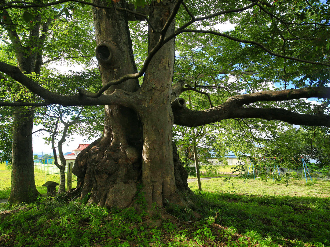 Tsukiyomino Sakura (Giant Zelvoka Tree)景点图片