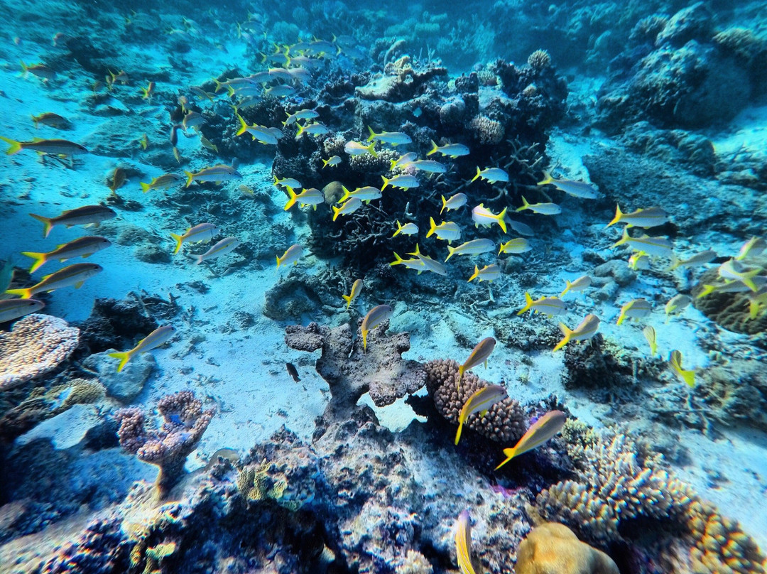 Ha'apai Divers At Matafonua Lodge Resort景点图片