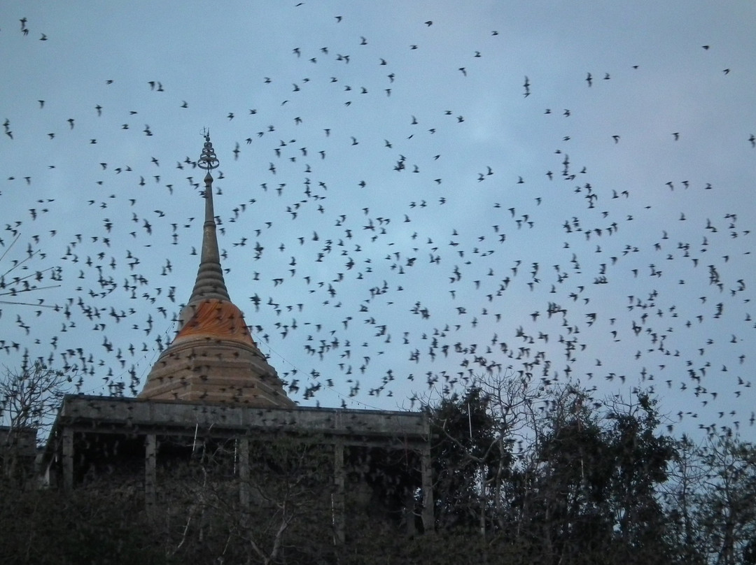 Bat Cave at Wat Khao Chong Pran景点图片