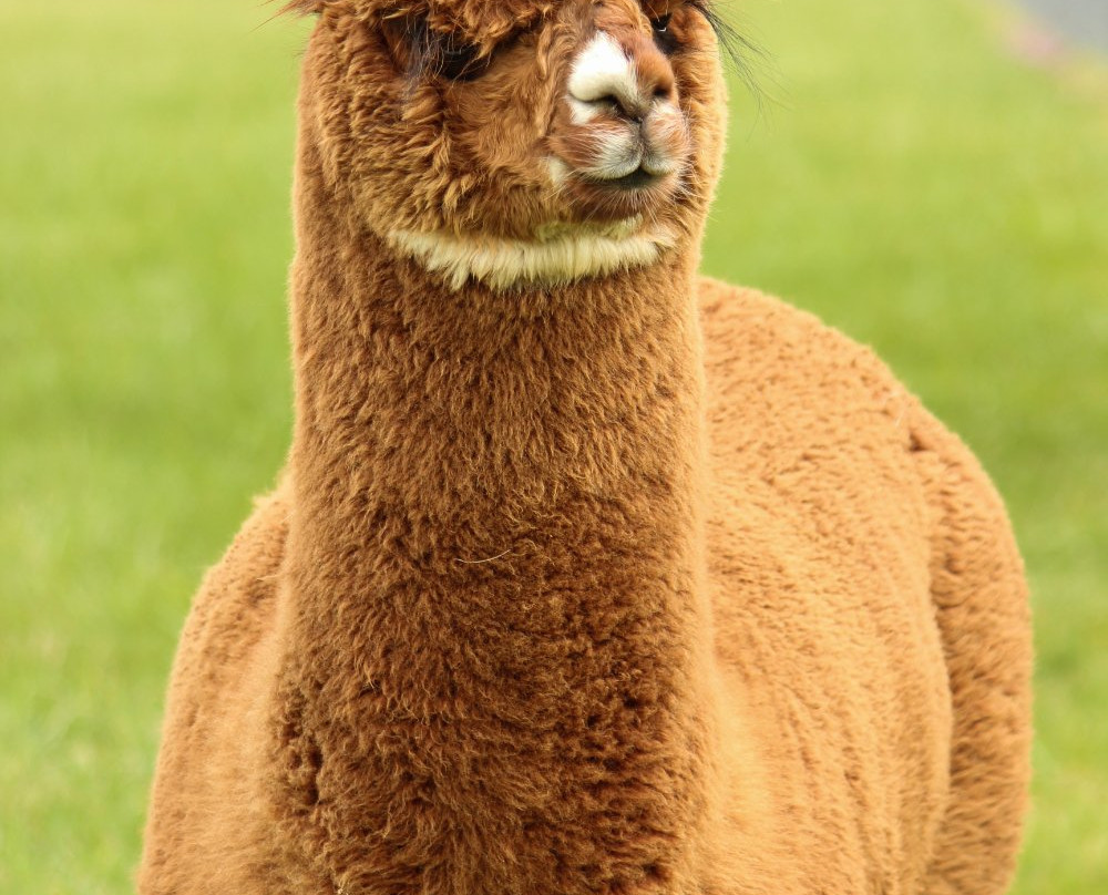 Stormwind Alpacas-Columbus必去景点