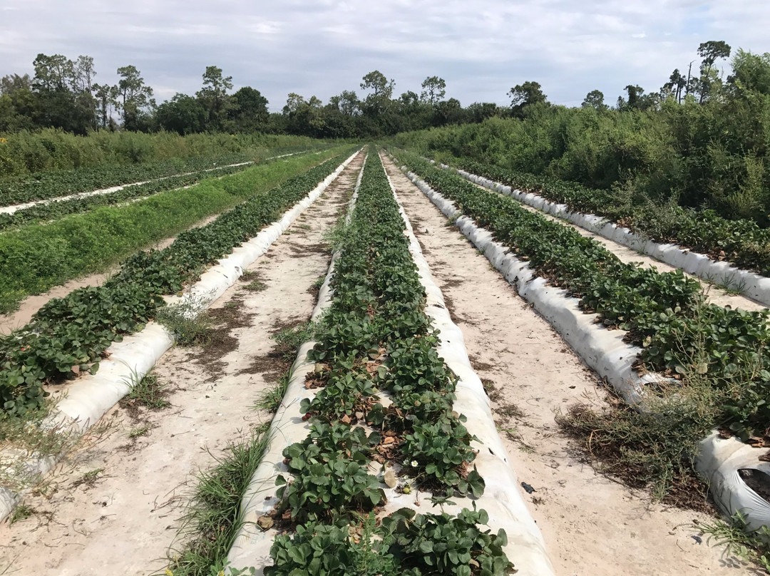 Farmer Mikes U Pick Of Bonita Springs-博尼塔斯普林斯必去景点