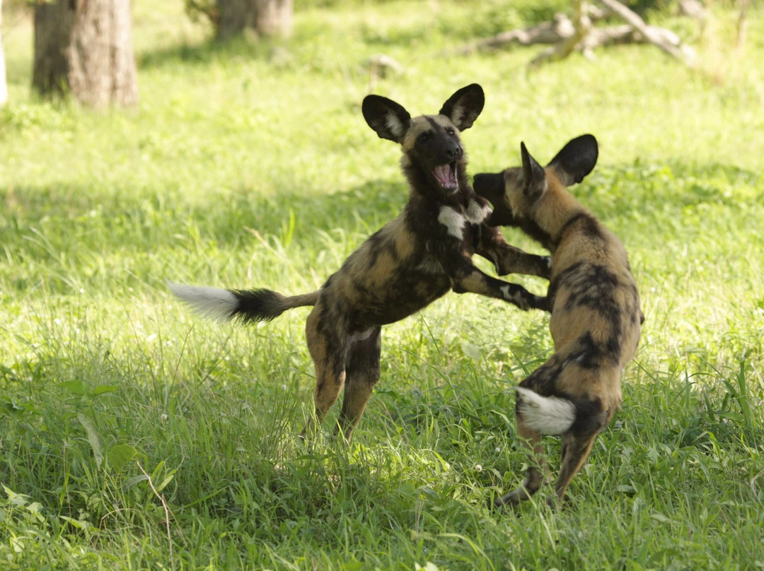 Little 5 Safaris-霍德斯普鲁特必去景点