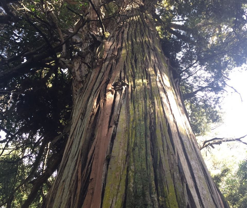 Gumboot Statue-Taihape必去景点