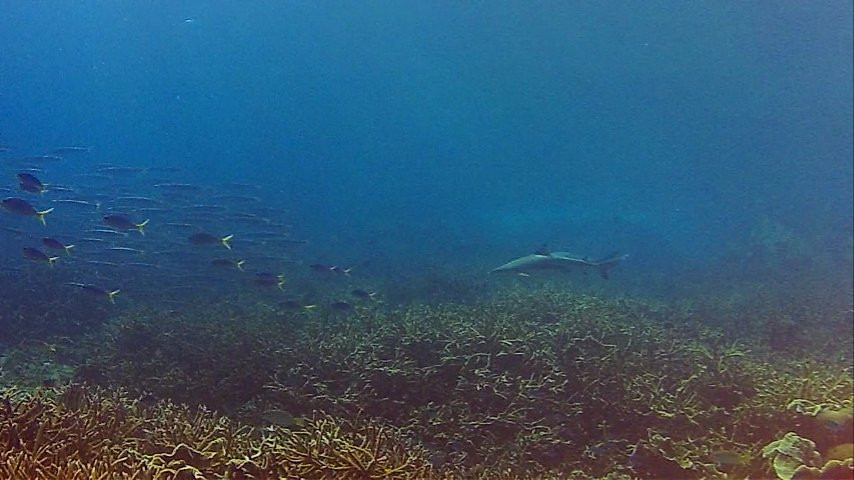 DiveAsia Tioman-刁曼岛必去景点