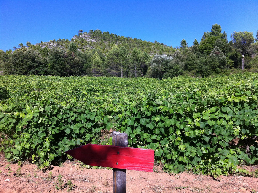 Domaine Saint Jean de Villecroze景点图片
