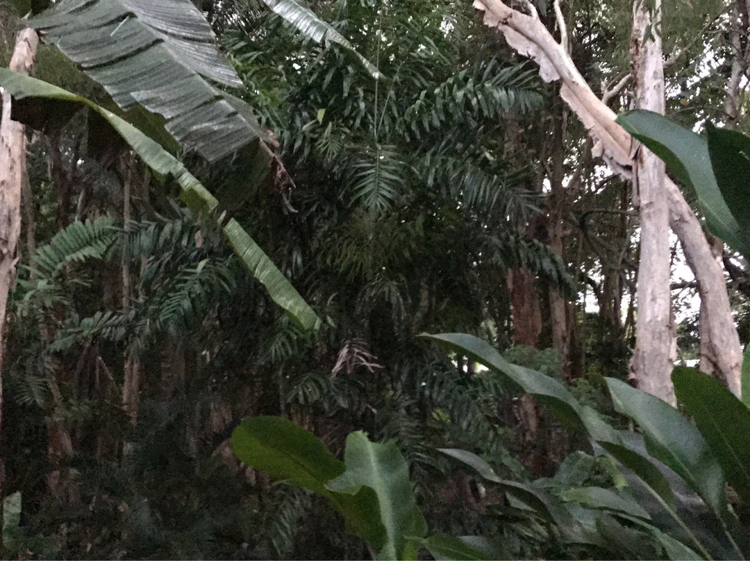 Cairns 4WD Tours景点图片