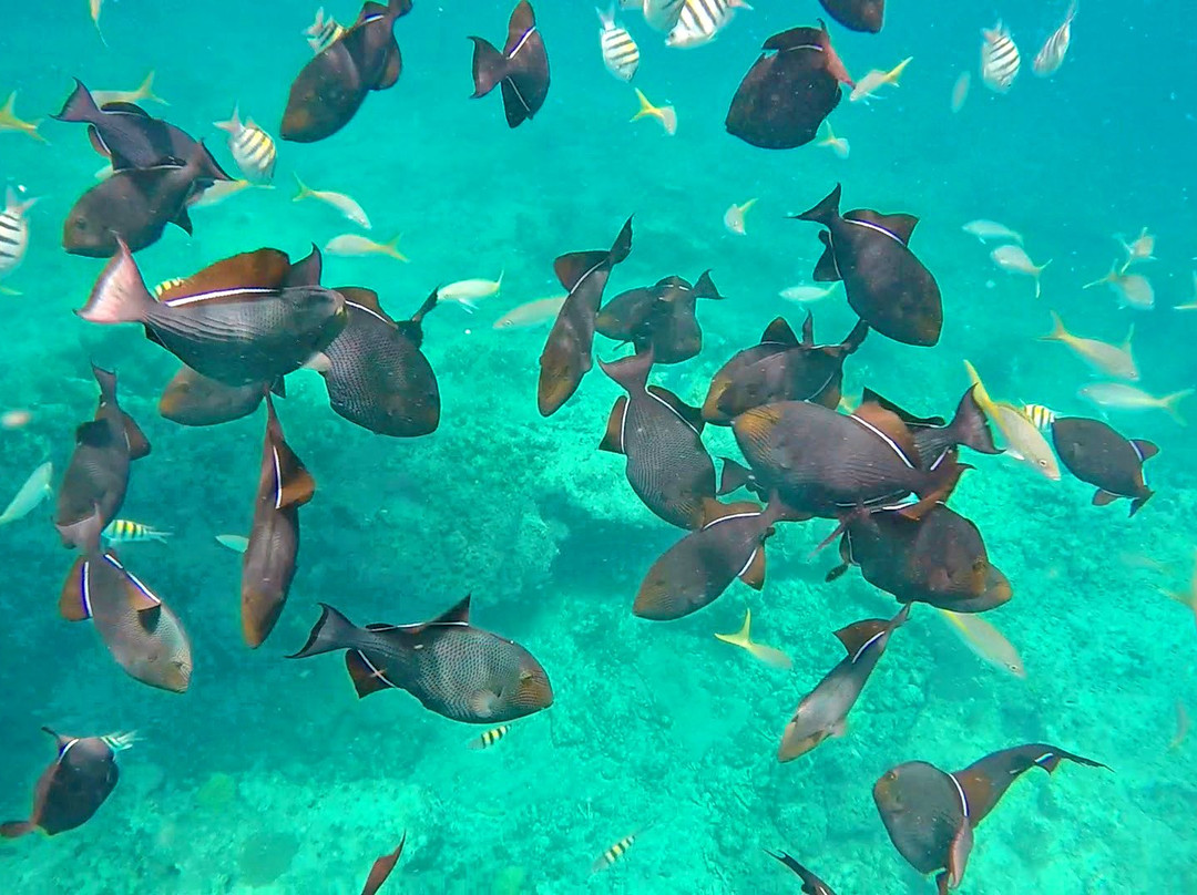 Big Al's Charter-普罗维登西亚莱斯必去景点