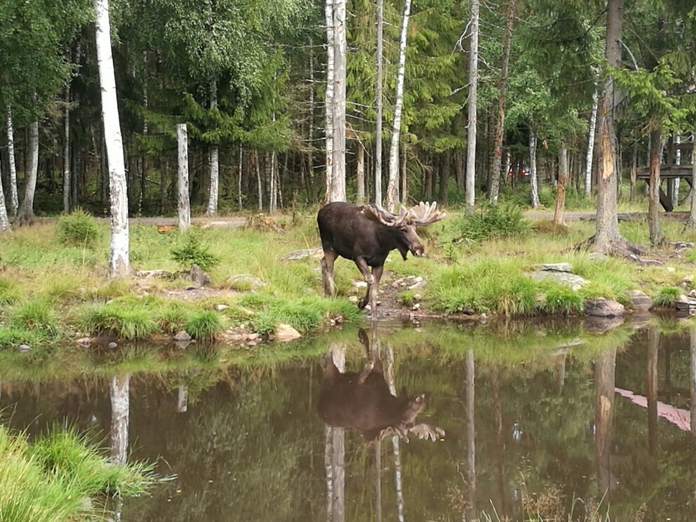 Kronoberg County旅游景点-Smålandet Markaryds Älgsafari