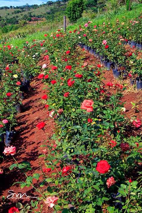 Pedra da Lajinha-Teofilo Otoni必去景点