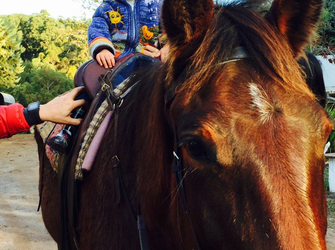 Cowboy Up Trail Rides-彭伯顿必去景点