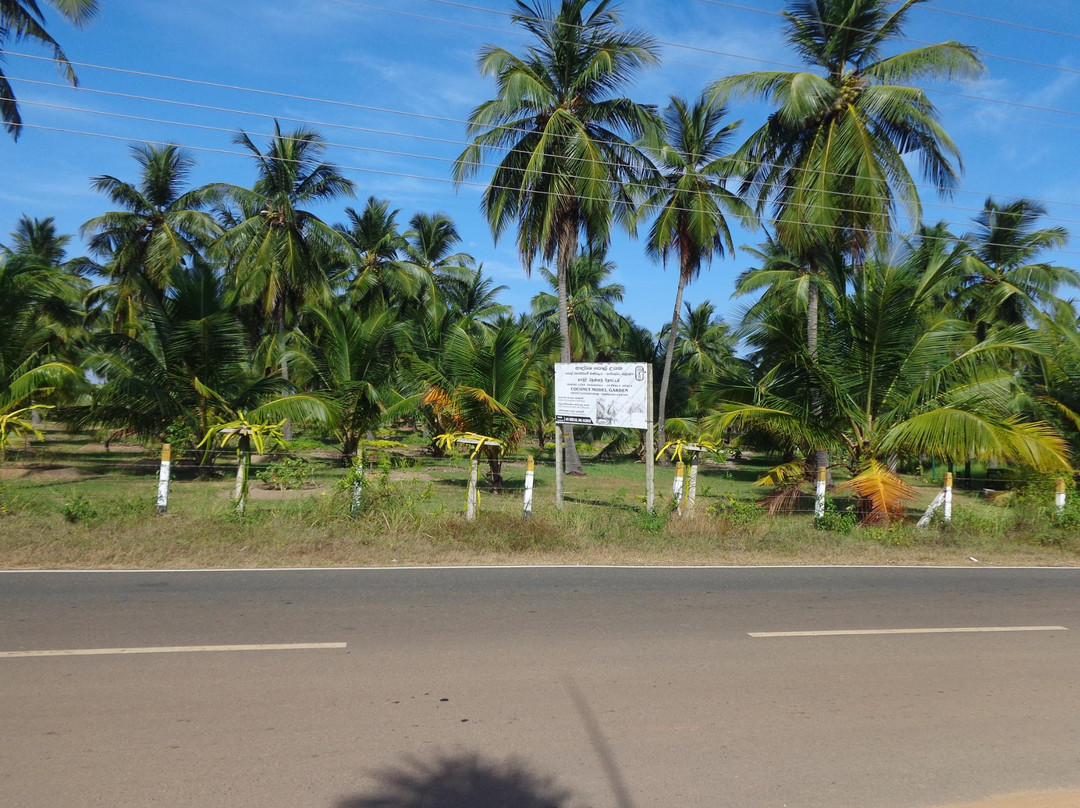 Coconut Cultural Park-卡尔库达必去景点