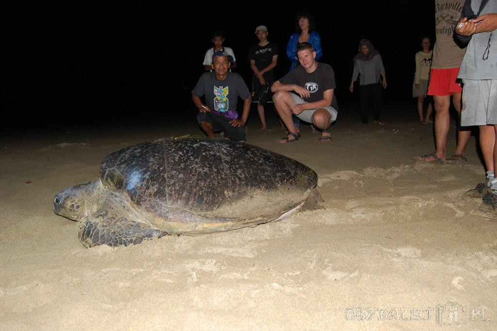 Ijen Trails Tour Service-巴纽旺宣必去景点