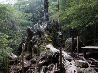 Okinasugi景点图片