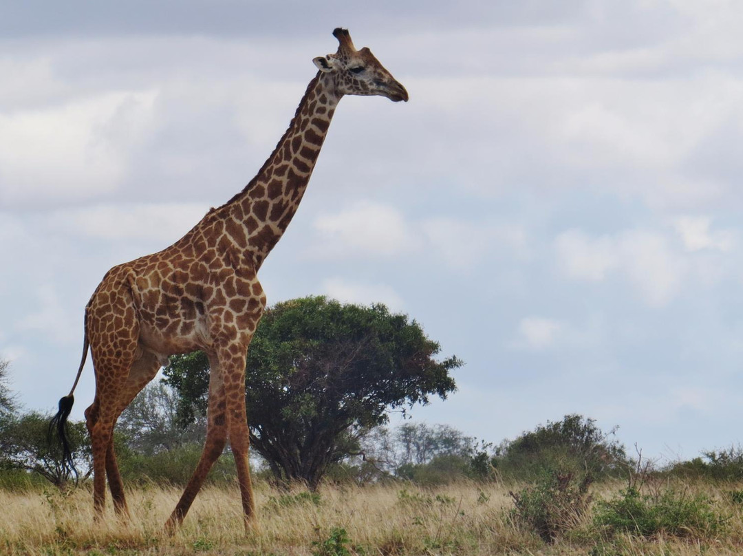 Sau Tsavo Camp