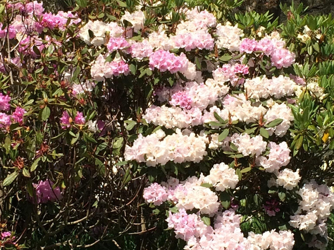 Play A Round in Tassie Day Tours-伯尼必去景点