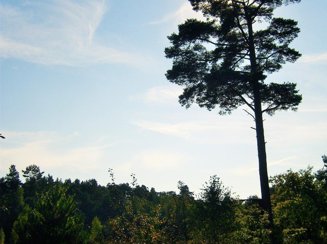 Buckelgraberfeld von Boltersen-Rullstorf必去景点