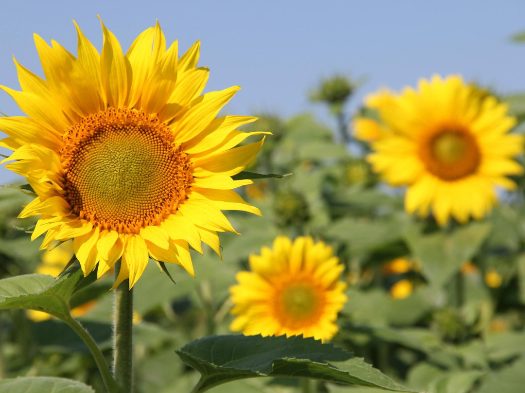 Dakeyne Farm-Falmouth必去景点