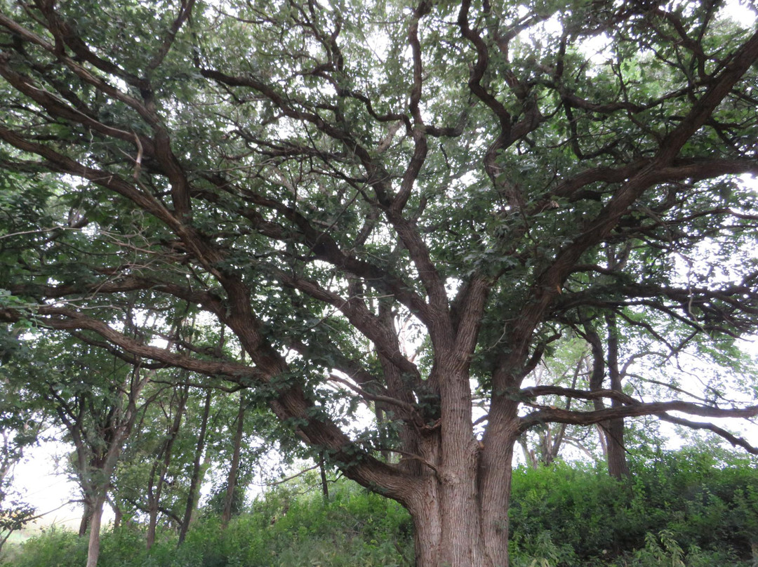 The Blood Run Nature Area-苏福尔斯必去景点