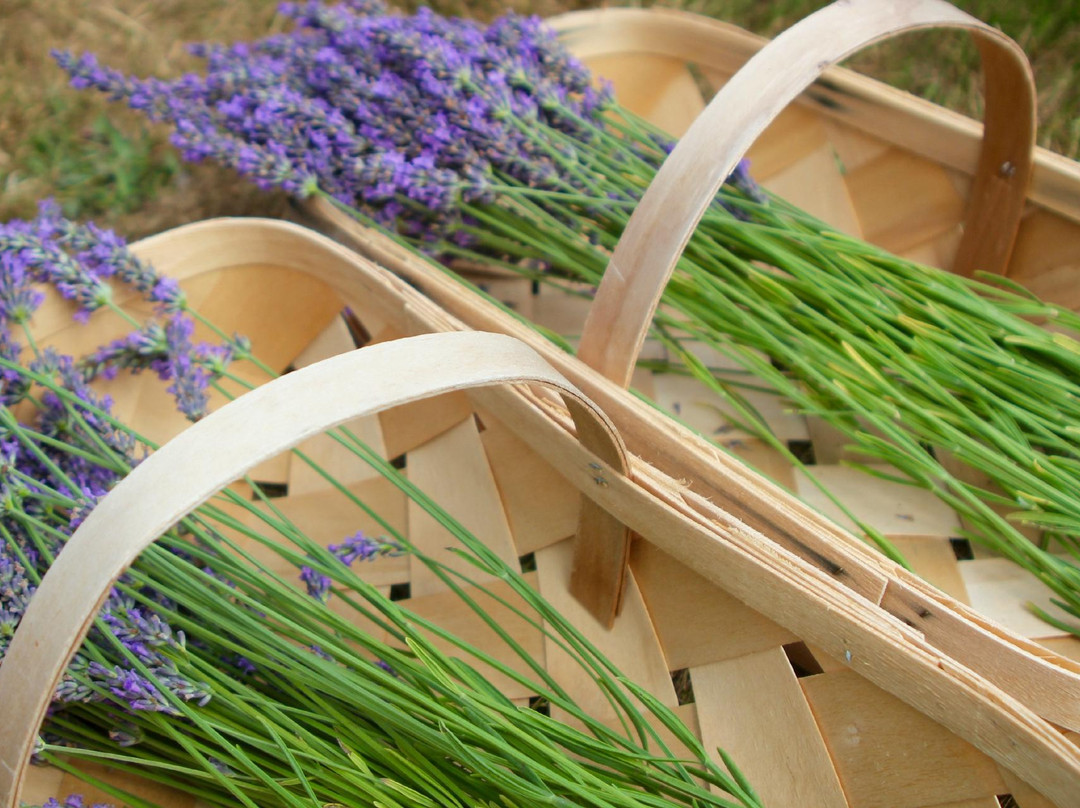 Castle Rock Lavender景点图片