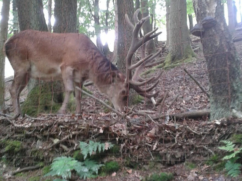 Wildpark Schmidt-Schmidt必去景点
