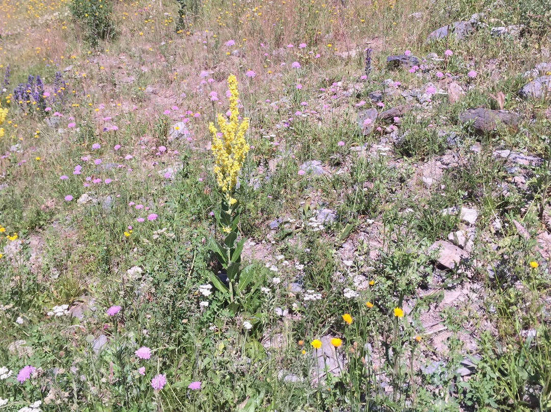 Percanela-Les Fonts-Pla de l'Estany Trail-阿林萨尔必去景点