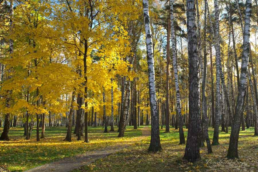 Balashikha Park景点图片