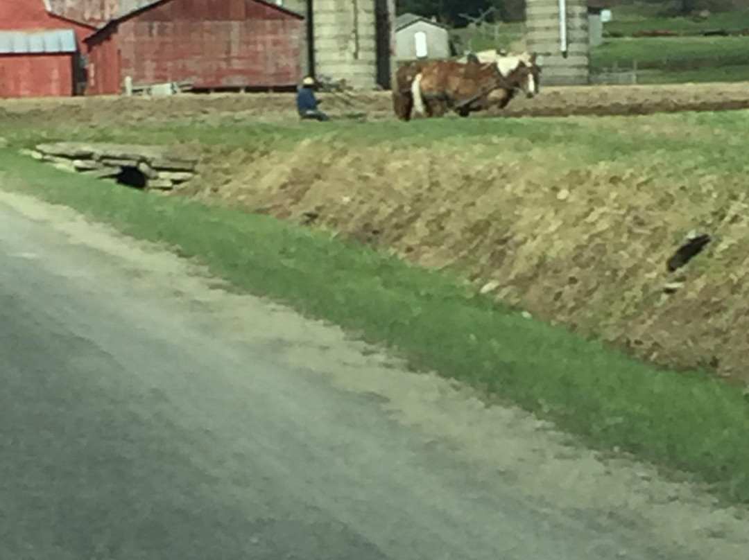 Guided Old Order Amish Tours-Randolph必去景点