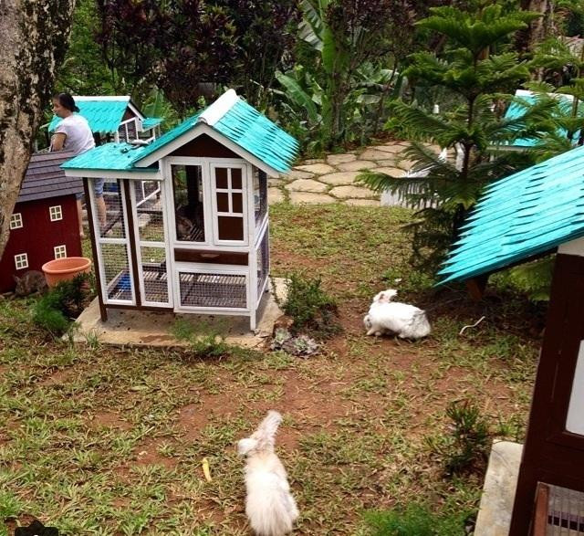 Rabbit Village景点图片