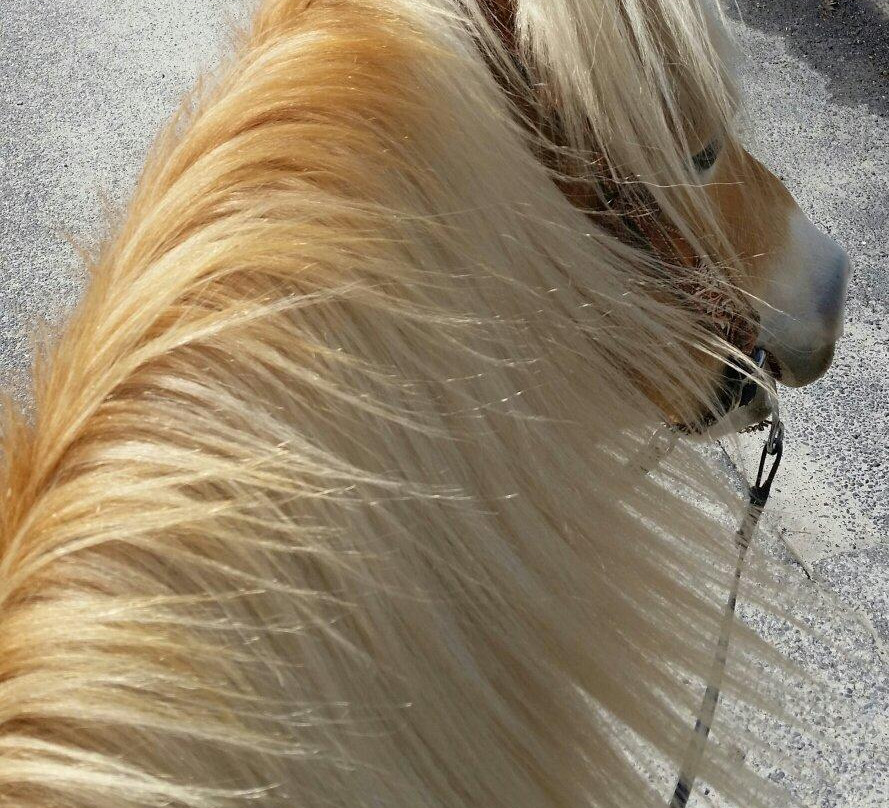 Pfeiffer Riding Stables景点图片