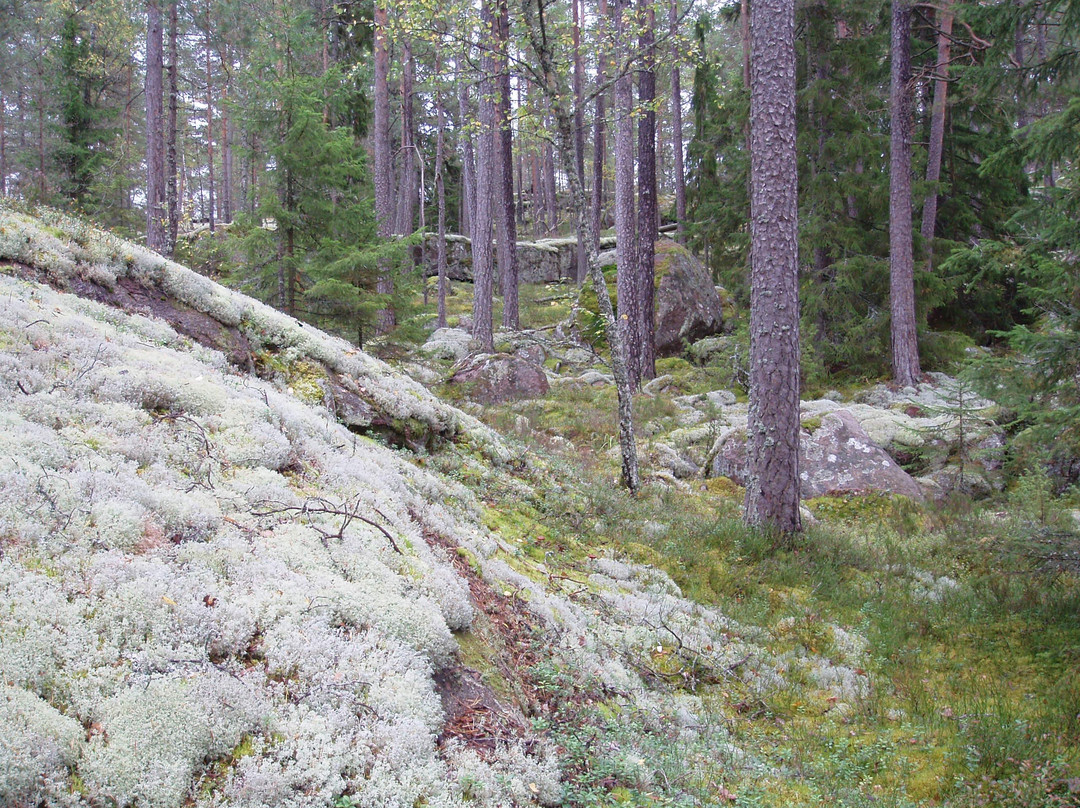 Bjornnasets naturreservat-Hultsfred必去景点