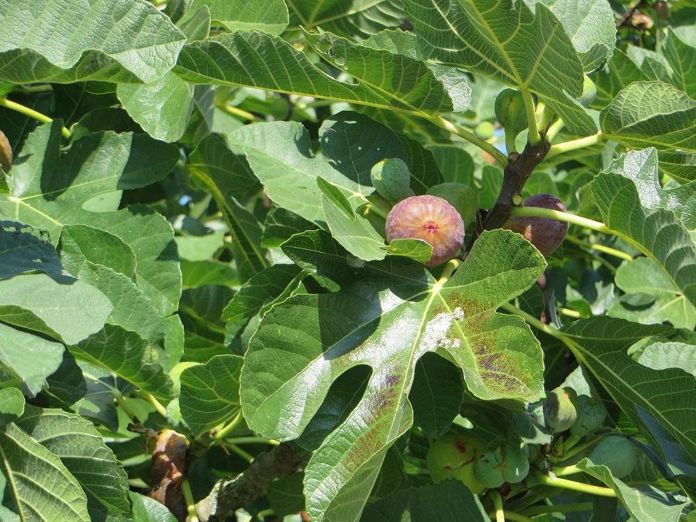 Au Clos des Figues主图