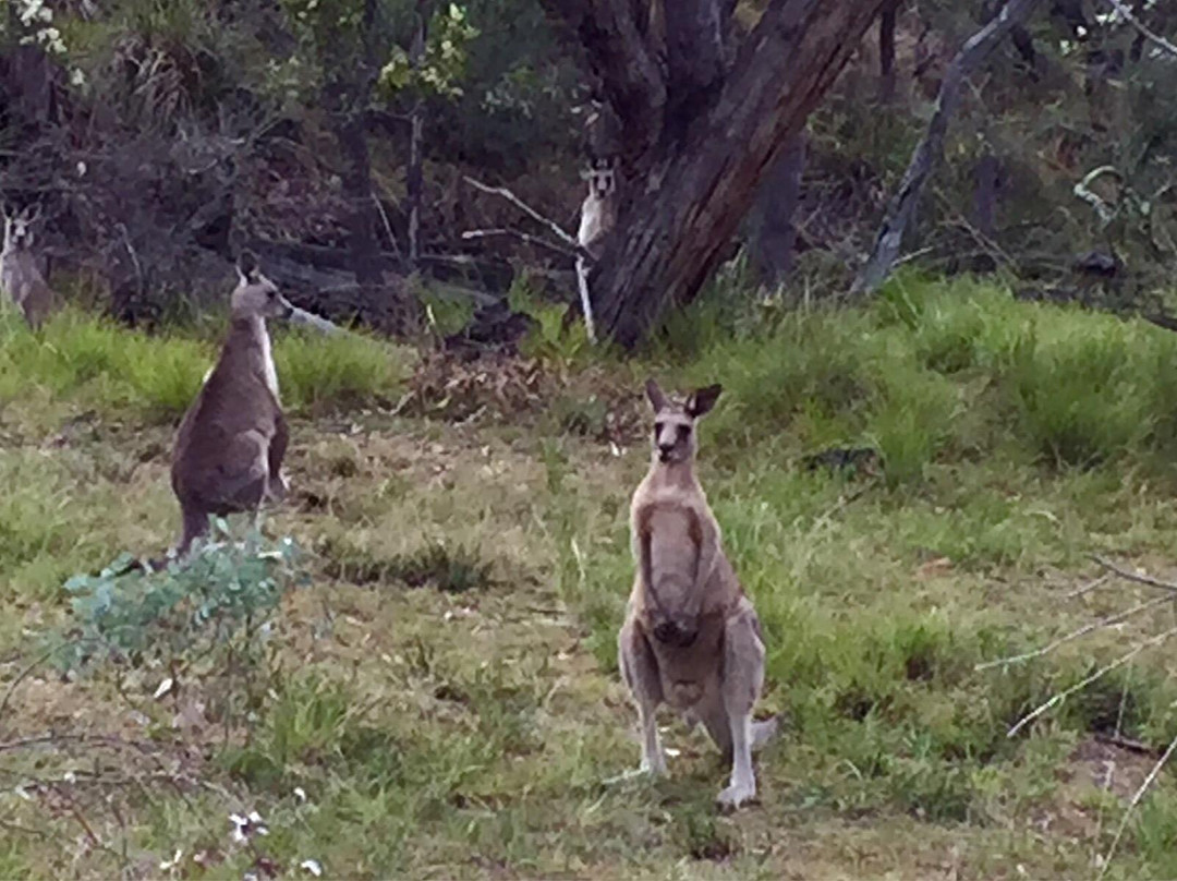 Canberra Nature Park景点图片