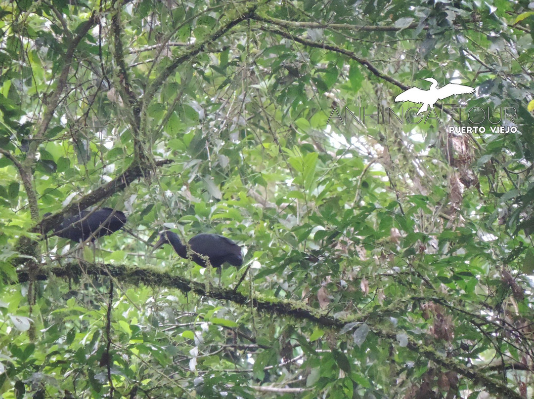 Anhinga Tours景点图片