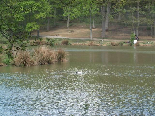 Etang d'Harchelles景点图片