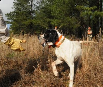 Burnt Pine Plantation-Newborn必去景点
