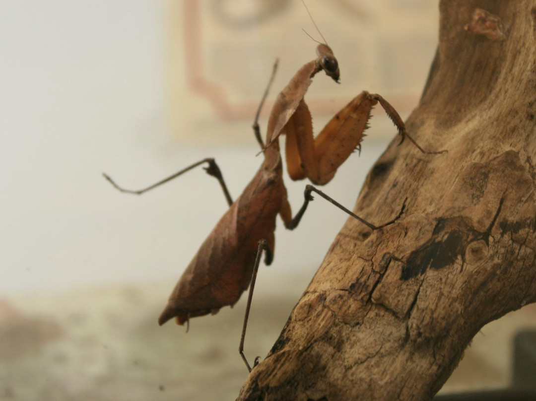 Kansas State University Insect Zoo-曼哈顿必去景点