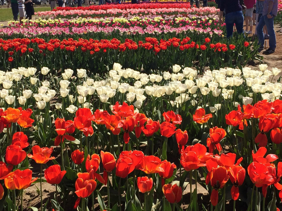 Holland America Bulb Farms景点图片