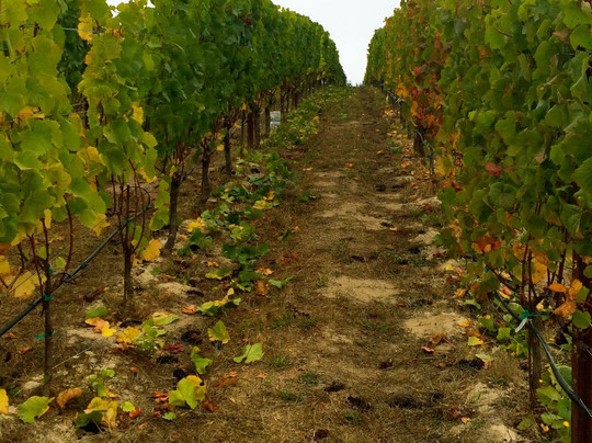 Obsidian Wine Tours-圣海伦娜必去景点