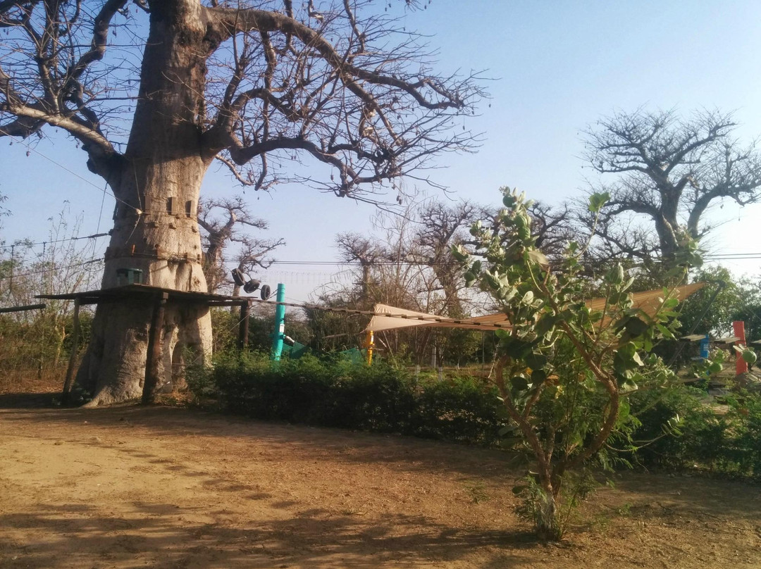 Accro Baobab Adventure景点图片