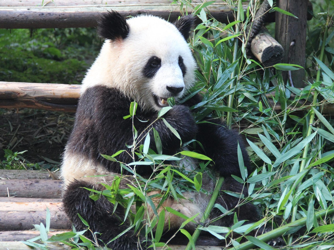 成都大熊猫繁育研究基地-成都必去景点
