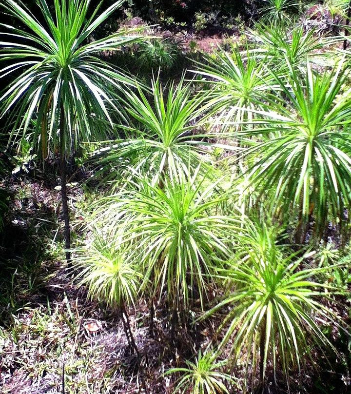 Iliau Nature Loop Trail-威美亚必去景点