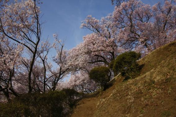Kasuga Park-伊那市必去景点