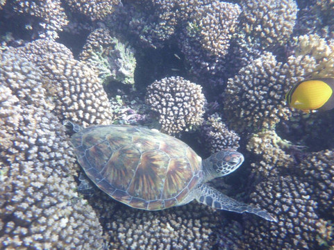 Al Sansool-马斯喀特必去景点