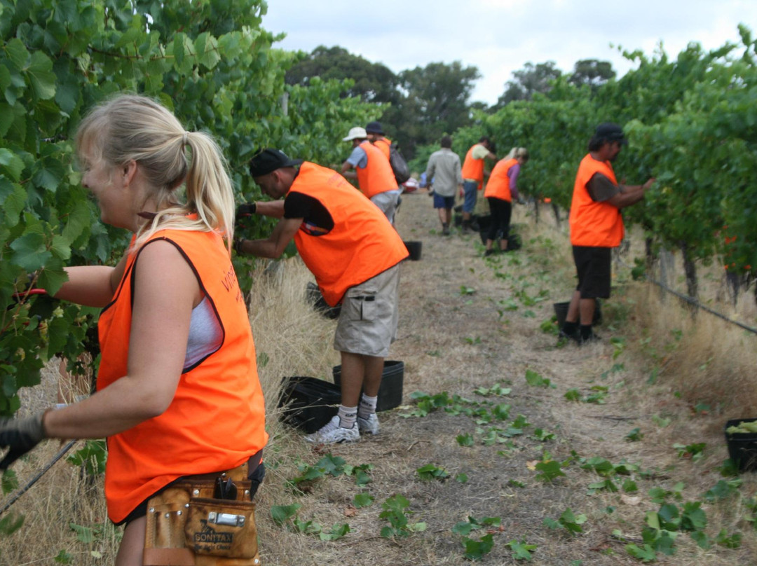 Cape Grace Wines-Cowaramup必去景点
