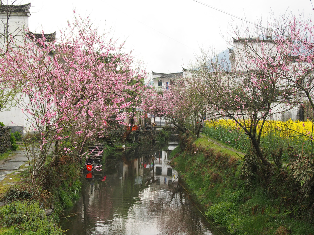 婺源油菜花地-婺源县必去景点