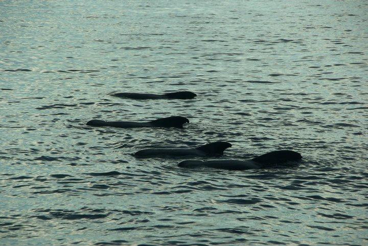 Ykeva Day Tours-Trois-Ilets必去景点