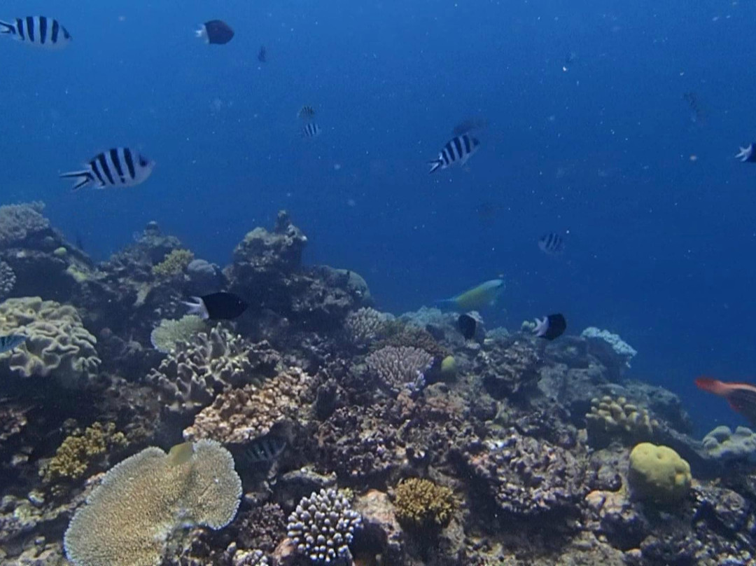 大堡礁潜水艇景点图片