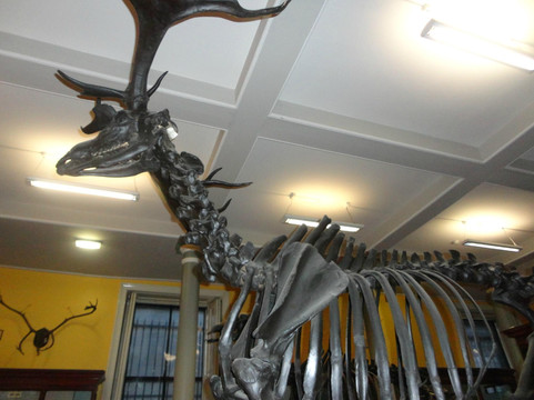 爱尔兰国家博物馆 - 自然史-都柏林必去景点