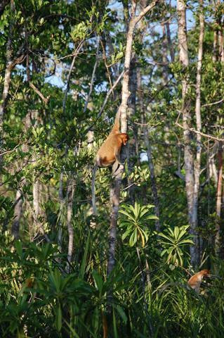Borneo Climb & Dive-亚庇必去景点