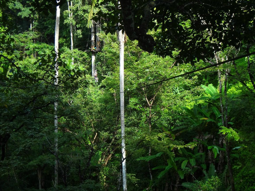 丛林飞梭-卡图必去景点